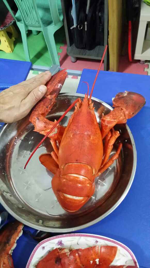啤酒清蒸海龍蝦怎么做好吃,啤酒清蒸海龍蝦的做法步驟