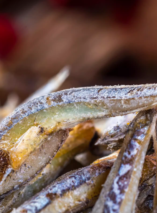 海燕魚小咸魚干干貨