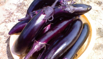 茄子的家常做法大全,茄子怎么做好吃