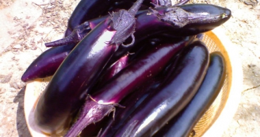 茄子的家常做法大全,茄子怎么做好吃