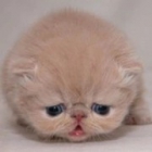 寵物領(lǐng)養(yǎng)