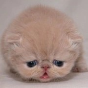 寵物領(lǐng)養(yǎng)