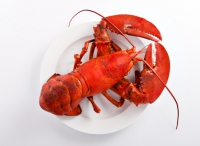 啤酒清蒸海龍蝦怎么做好吃,啤酒清蒸海龍蝦的做法步驟