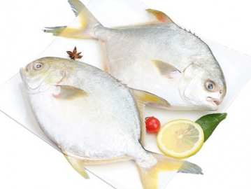 金鯧魚特大金昌魚